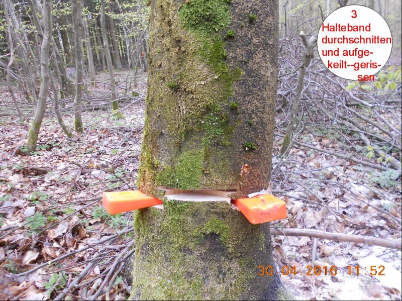 Würzenschnitt-Fällung-3.JPG