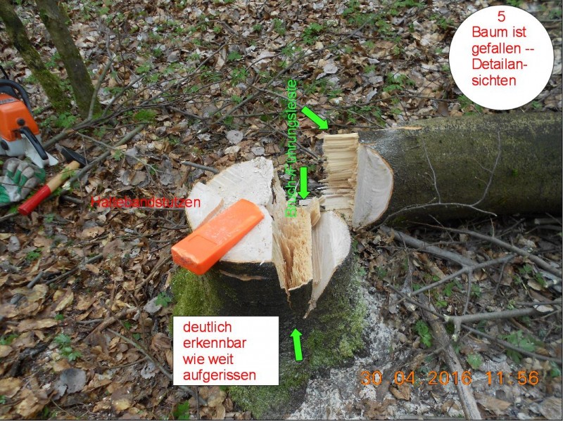 Würzenschnitt-Fällung-5.JPG