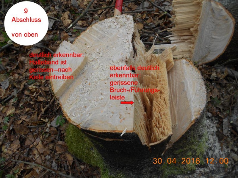 Würzenschnitt-Fällung-9.JPG
