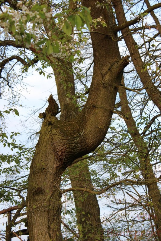 Bildle Nummära 002.jpg