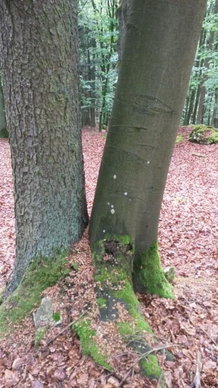 Baumbesonderheit1.jpg