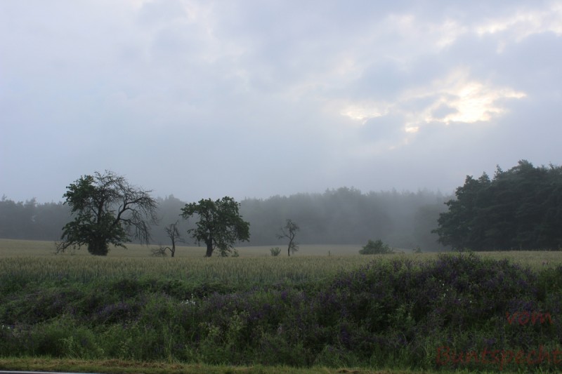 Bildle Nummära 003.jpg