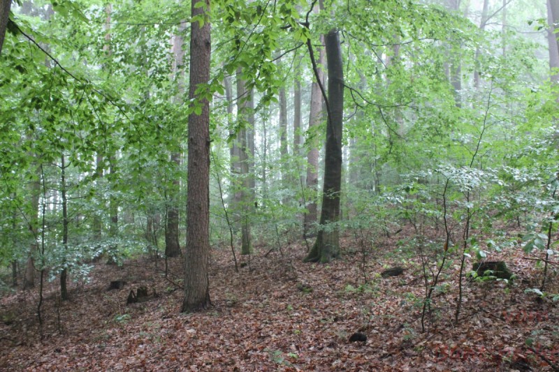 Bildle Nummära 005.jpg