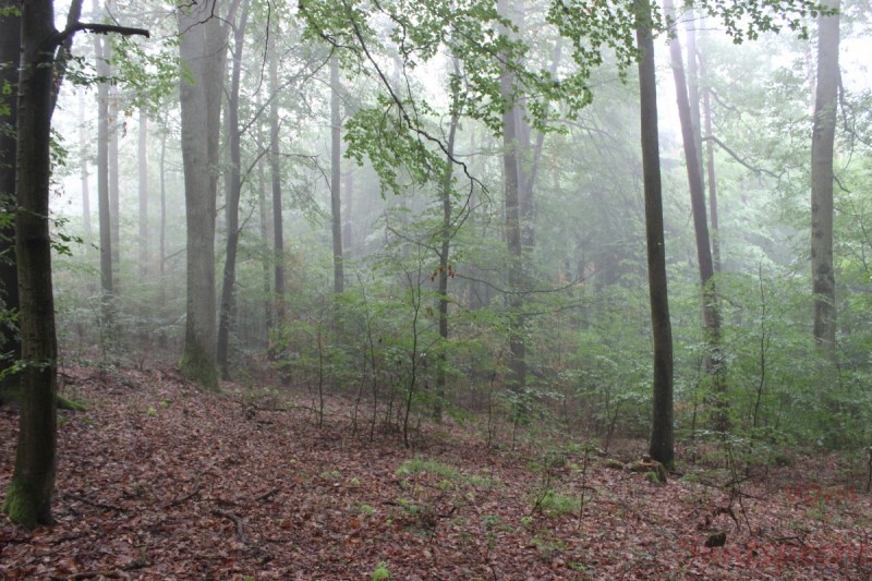 Bildle Nummära 006.jpg