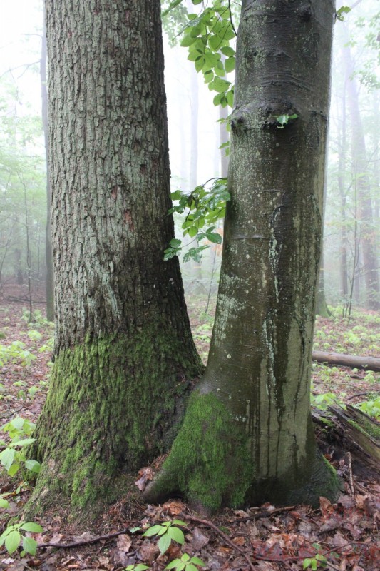 Bildle Nummära 007.jpg