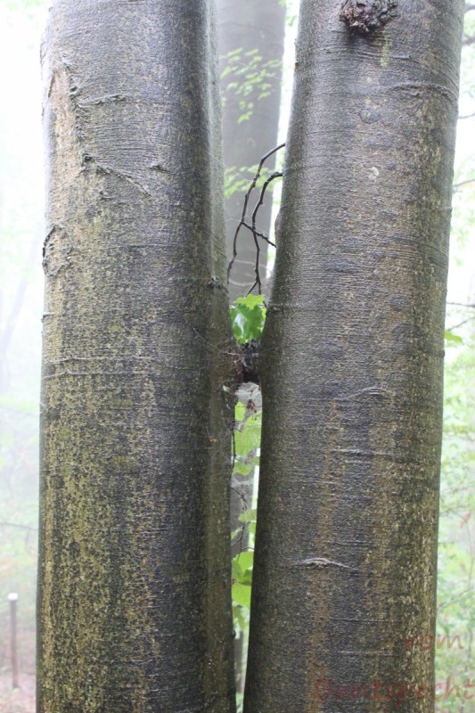 Bildle Nummära 008.jpg