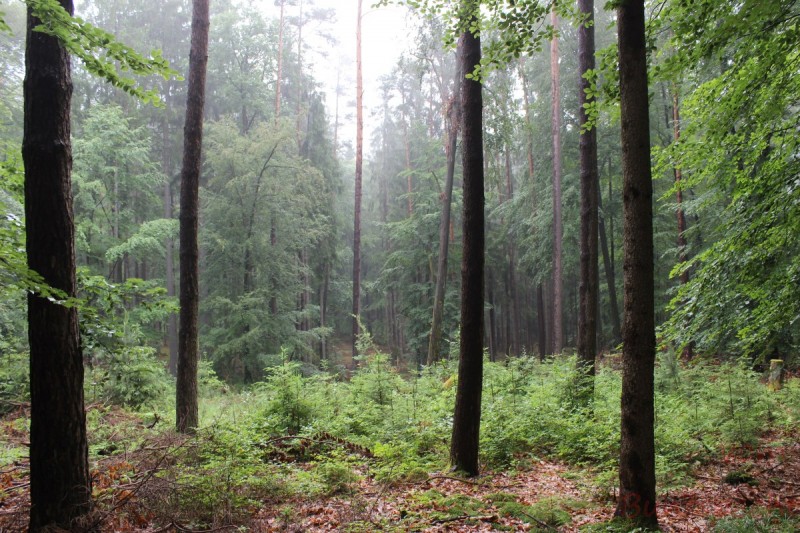 Bildle Nummära 011.jpg