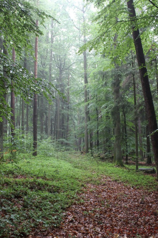 Bildle Nummära 012.jpg