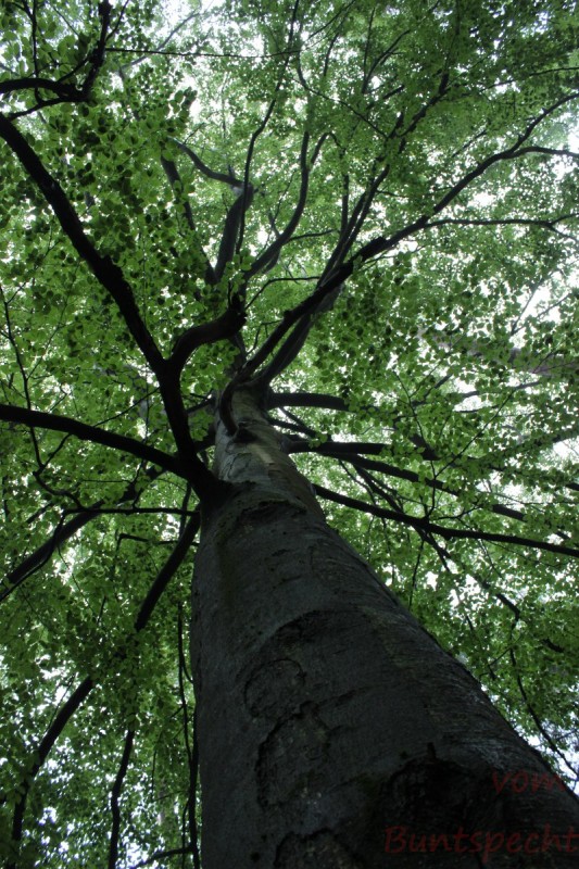 Bildle Nummära 013.jpg