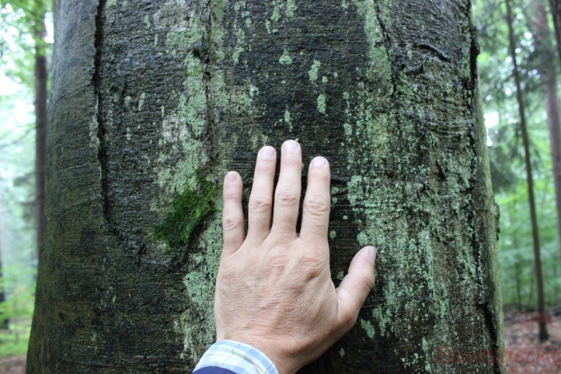 Bildle Nummära 014.jpg