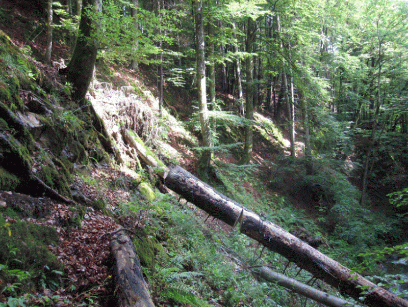 Wald3.GIF