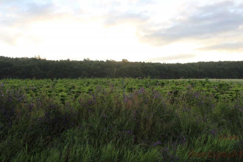 Bildle Nummära 003.jpg