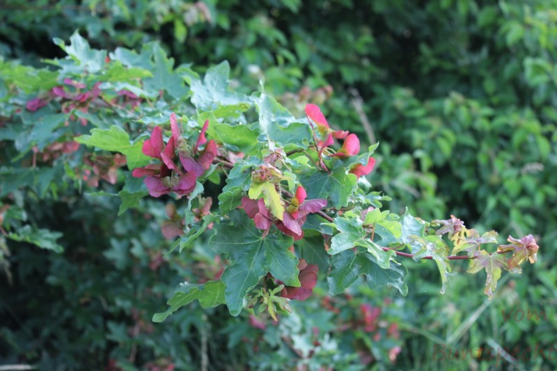 Bildle Nummära 010.jpg