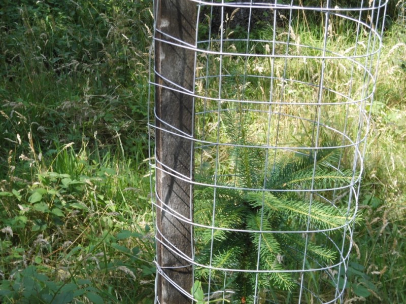 420 Douglasienaustrieb.JPG