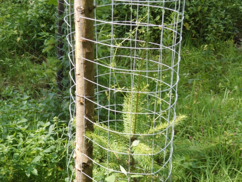 421 Douglasienaustrieb.JPG