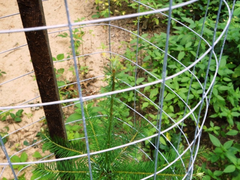 422 Douglasienaustrieb.JPG