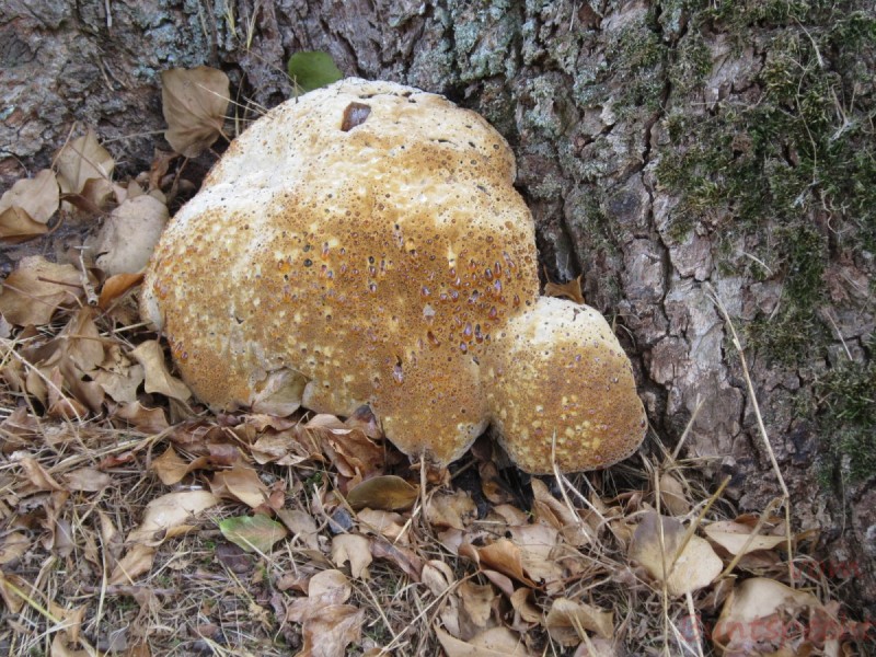 Bildla Nummera 001.jpg