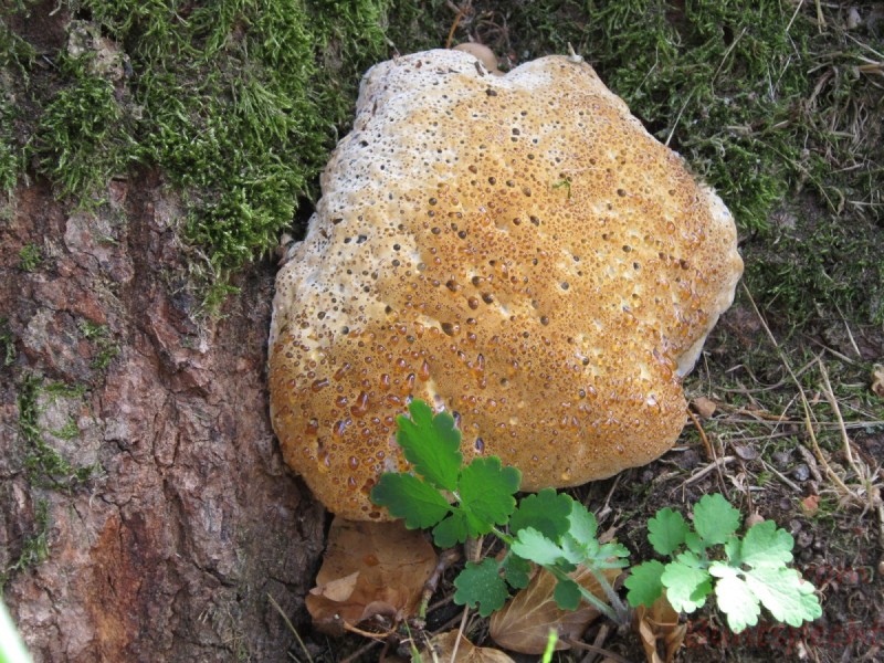 Bildla Nummera 002.jpg