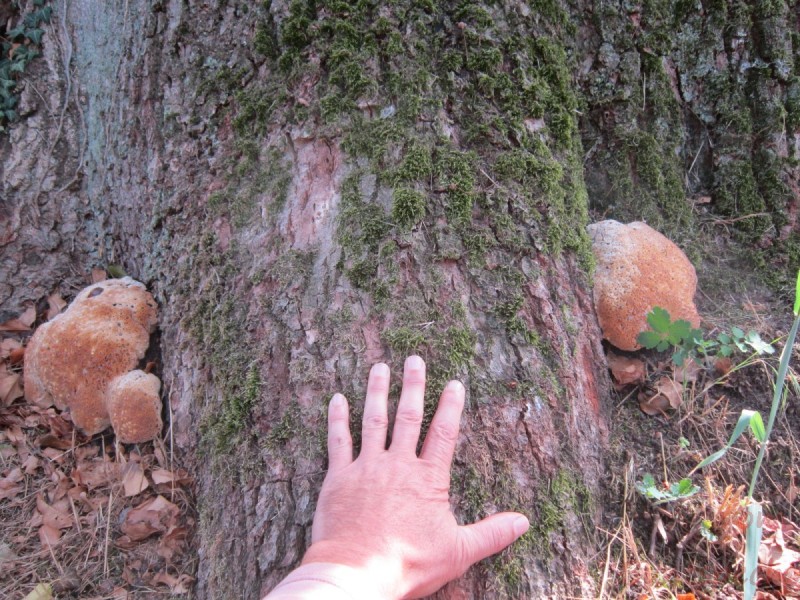 Bildla Nummera 003.jpg