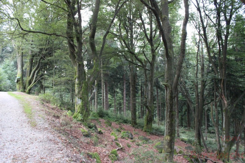 Bildla Nummera 022.jpg