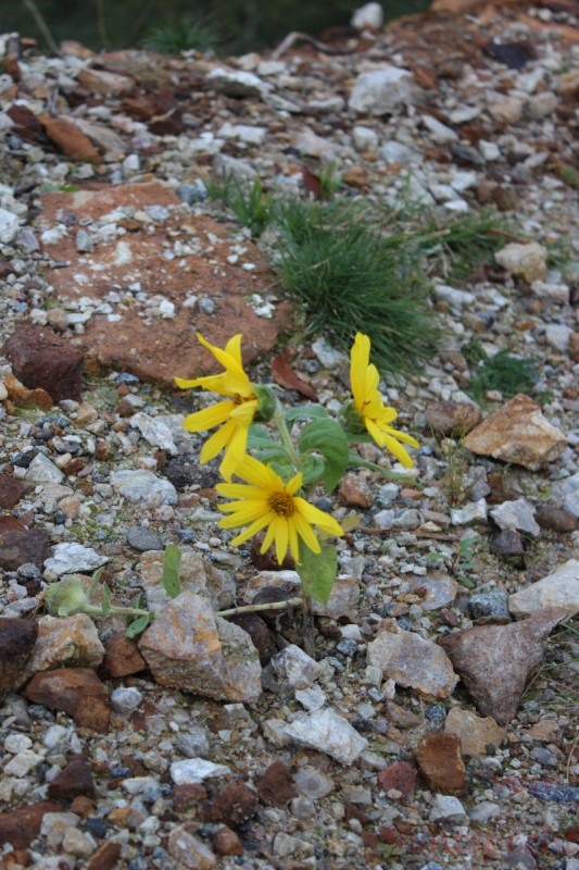 Bildla Nummera 027.jpg