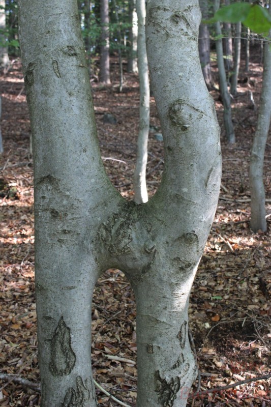 Bildla Nummera 030.jpg