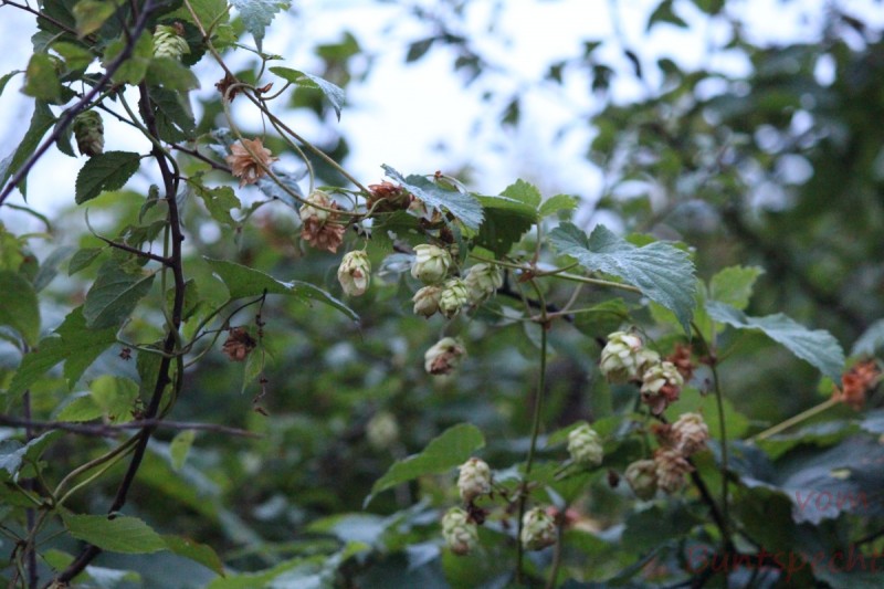 Bildla Nummera 004.jpg