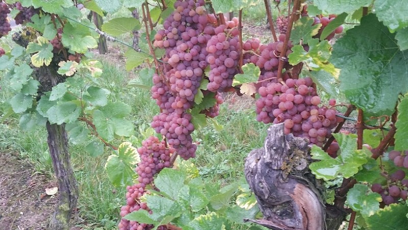 2016-10-04 18.29.36.jpg