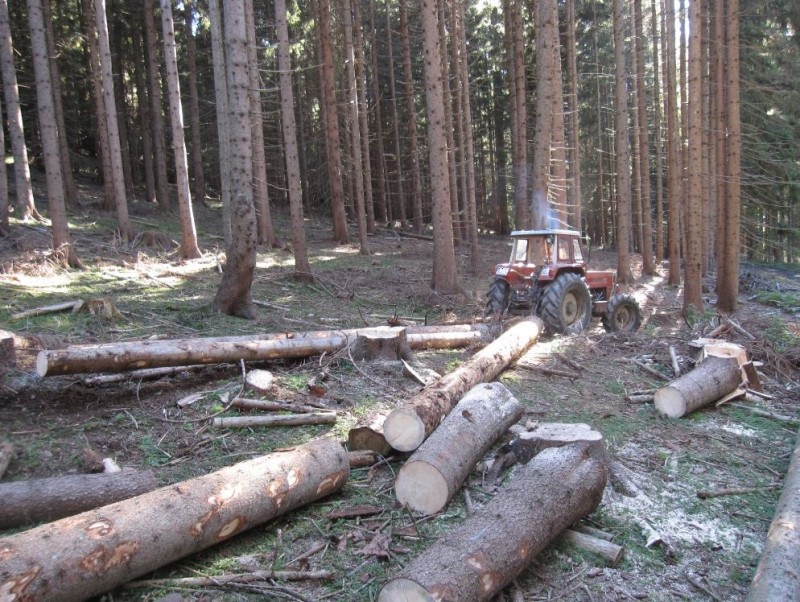 wald3.JPG