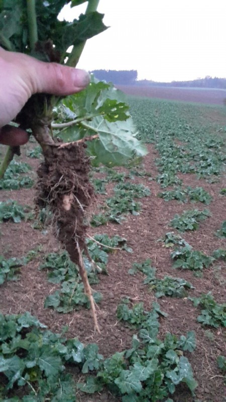 WhatsApp Image 2016-11-06 at 17.10.33.jpeg