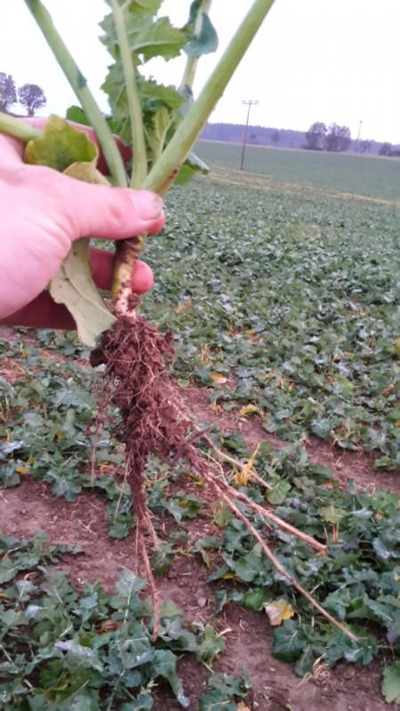 WhatsApp Image 2016-11-06 at 17.17.08.jpeg