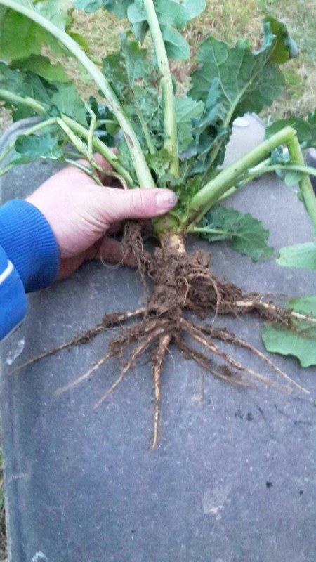 WhatsApp Image 2016-11-05 at 17.54.56.jpeg