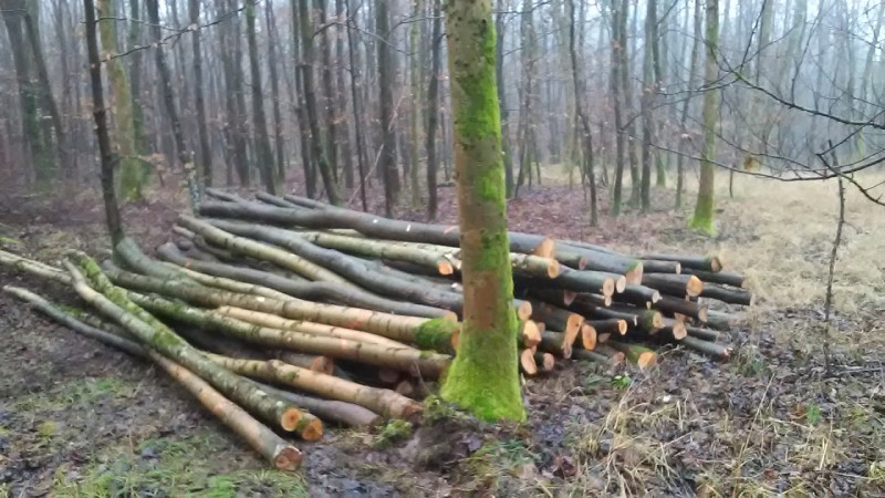 Kleiner Haufen neues Holz.jpg