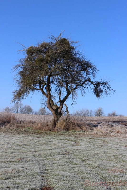 Bildla Nummera 002.jpg