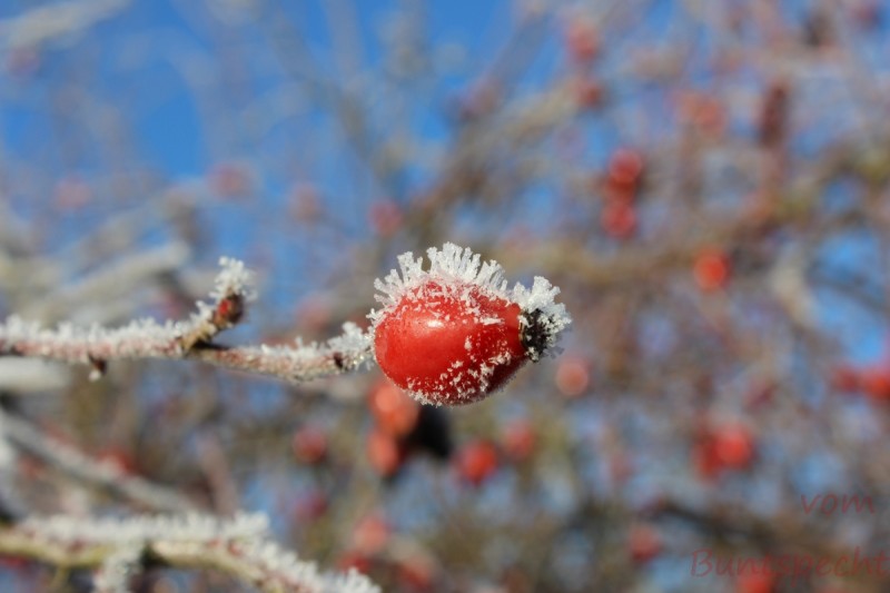 Bildla Nummera 004.jpg