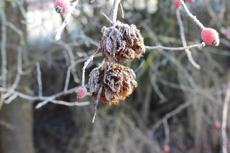 Bildla Nummera 012.jpg