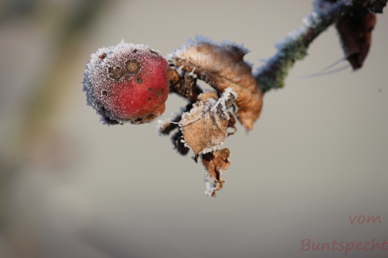 Bildla Nummera 013.jpg