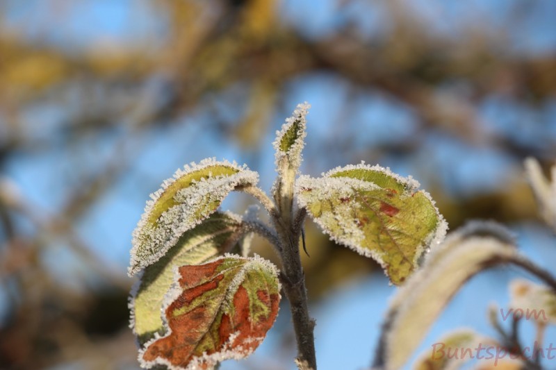 Bildla Nummera 014.jpg