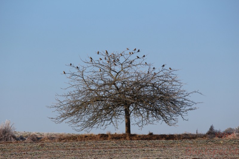 Bildla Nummera 018.jpg