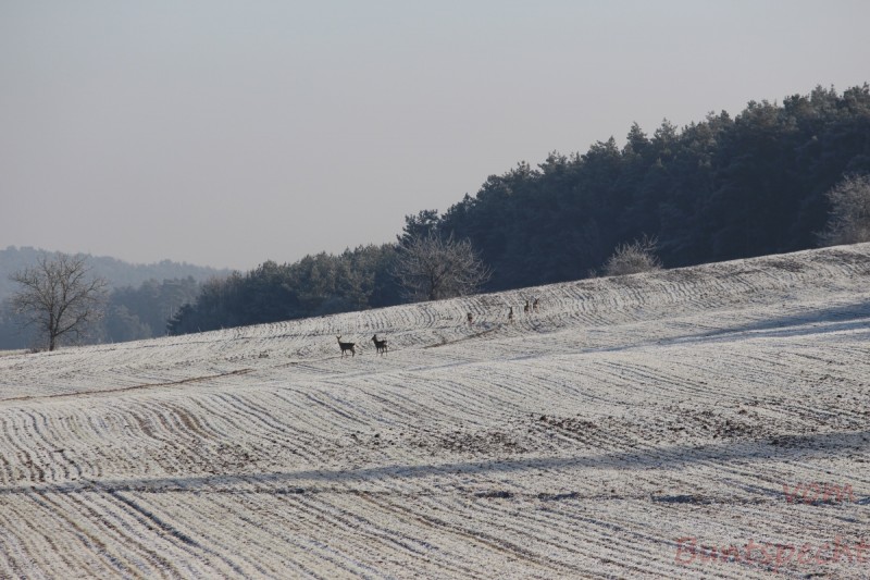 Bildla Nummera 019.jpg