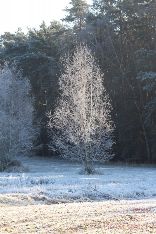 Bildla Nummera 021.jpg