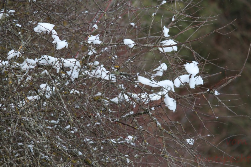 Bildla Nummera 001.jpg