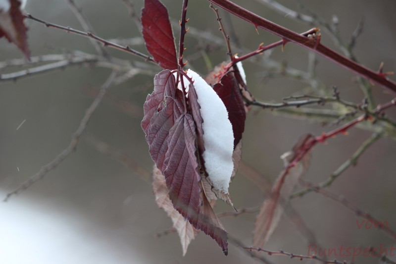 Bildla Nummera 003.jpg