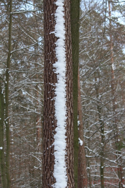 Bildla Nummera 004.jpg