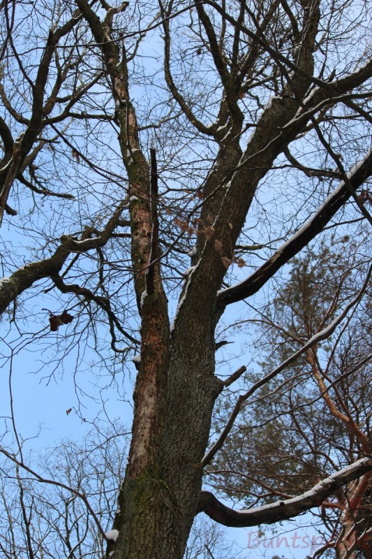 Bildla Nummera 005.jpg