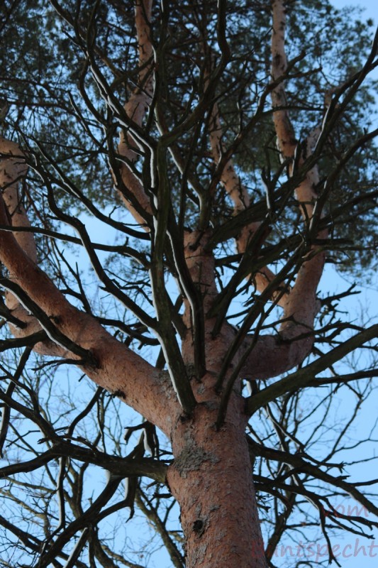 Bildla Nummera 007.jpg