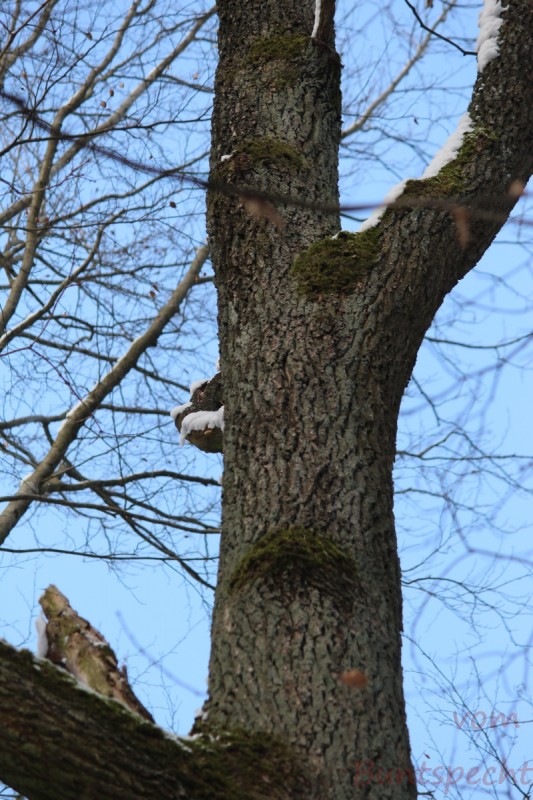 Bildla Nummera 006.jpg