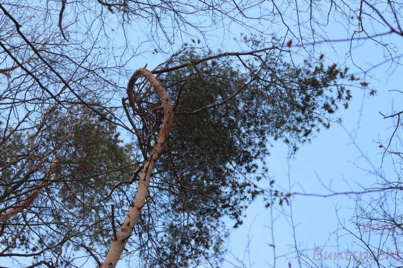 Bildla Nummera 008.jpg