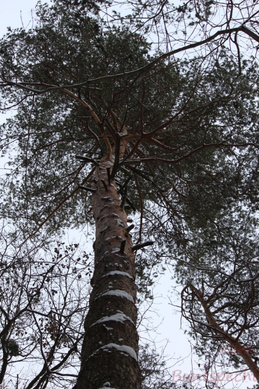 Bildla Nummera 009.jpg