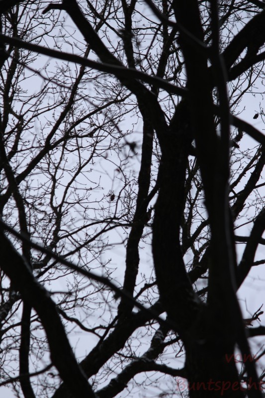 Bildla Nummera 010.jpg